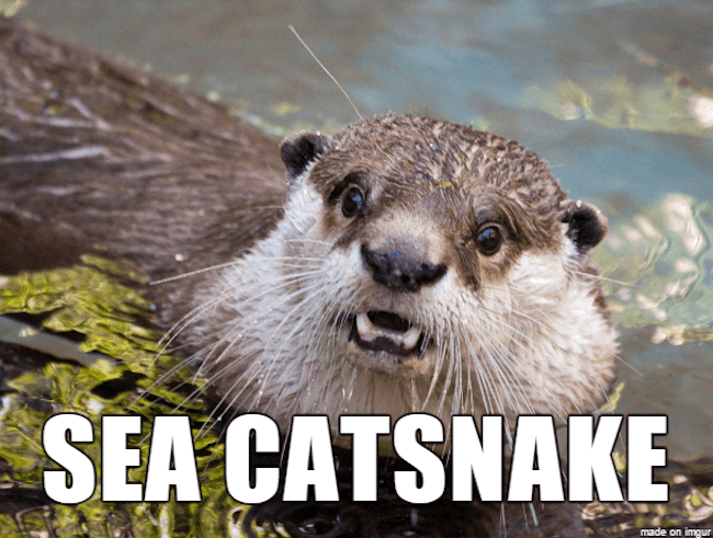 hilarious animal names 12