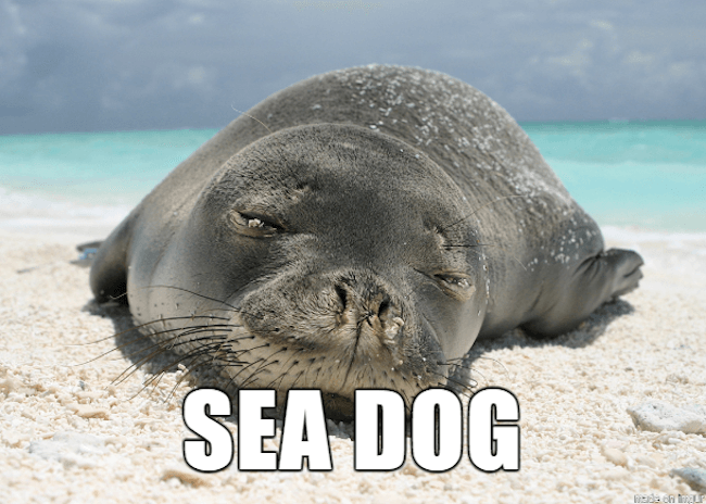 hilarious animal names 13