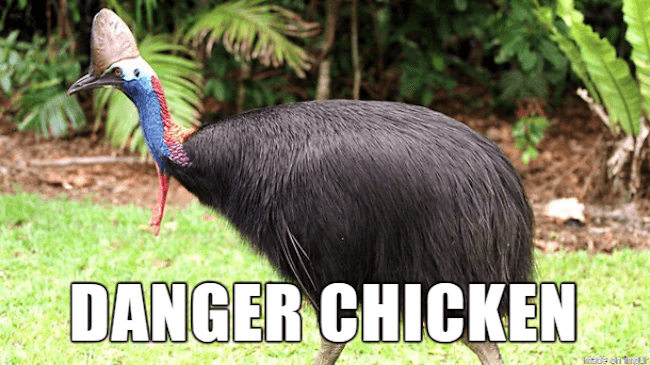 stupid animal names 16