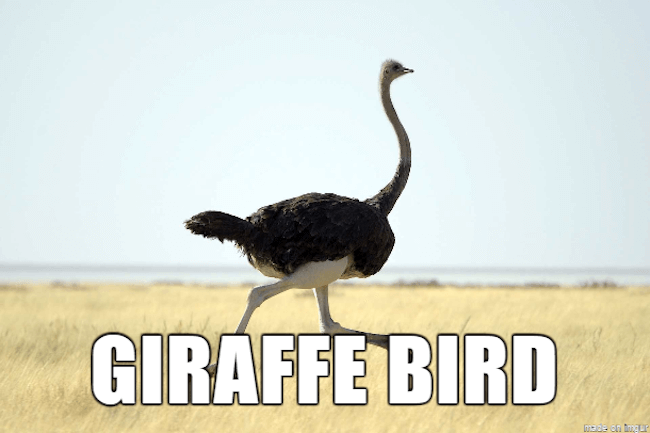 39 Funny Animal Names That Are So Much Better Than The Originals