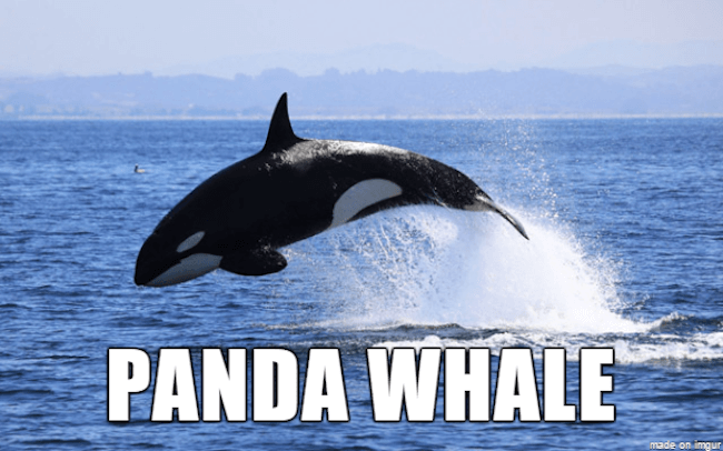 weird animal names 19