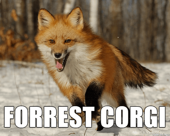 ridiculous animal names 26