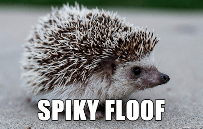 ridiculous animal names 27