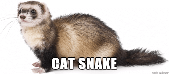 funny animal descriptions 33