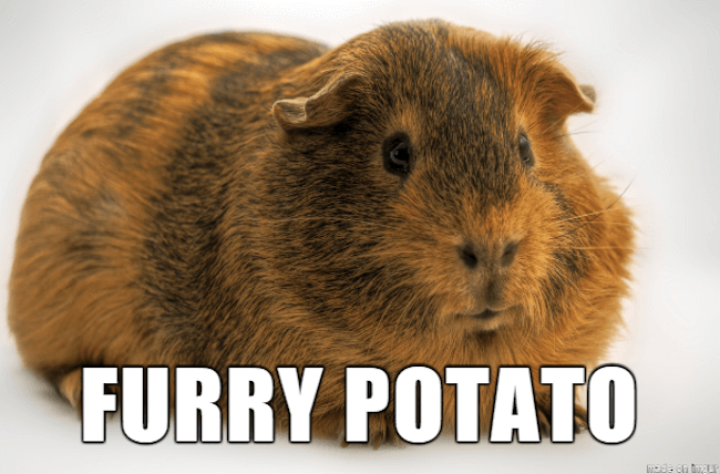 funny animal nicknames 5