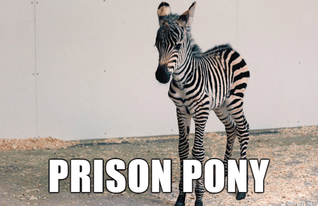 39 Funny Animal Names That Are So Much Better Than The Originals