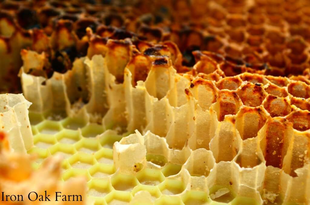how do bees make honeycombs 2 (1)