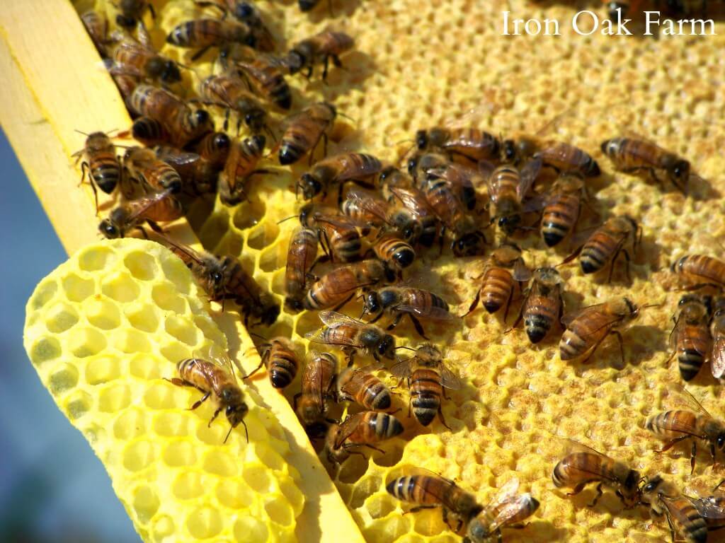 how do bees make honeycombs 3 (1)