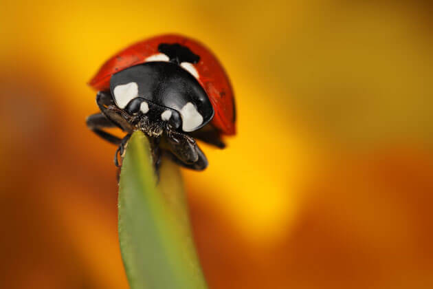 images of ladybeetles 10 (1)