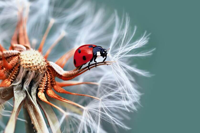 pictures of ladybugs 16 (1)