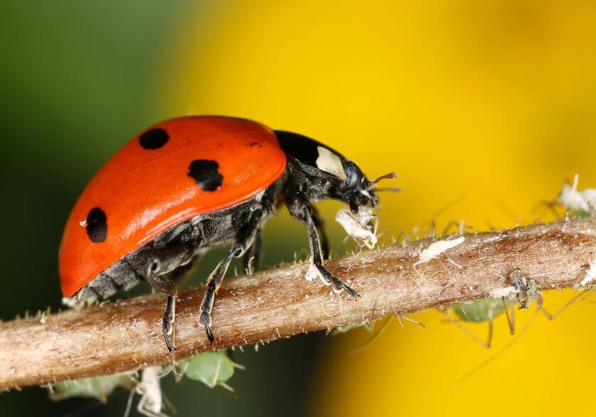 pictures of ladybugs 17 (1)