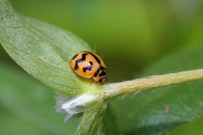 images of ladybugs 18 (1)