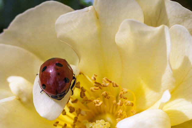 images of ladybugs 2 (1)