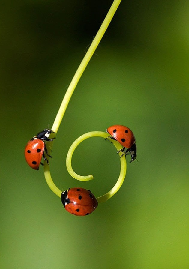 19 Images Of Ladybugs That Prove This Bug Is Pretty Badass