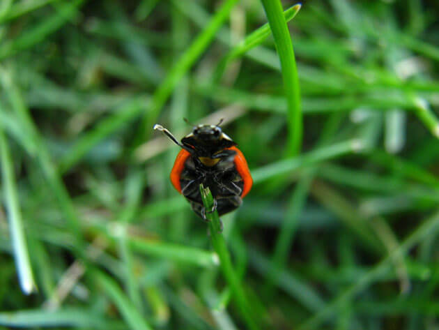 pics of ladybugs 6 (1)