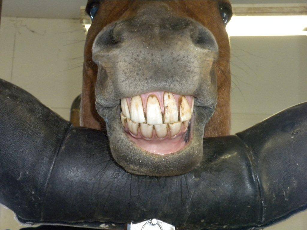 horses smiling pics 11 (1)