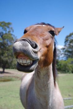 18 Pictures Of Smiling Horses That Are So Happy My Computer Is Laughing Too