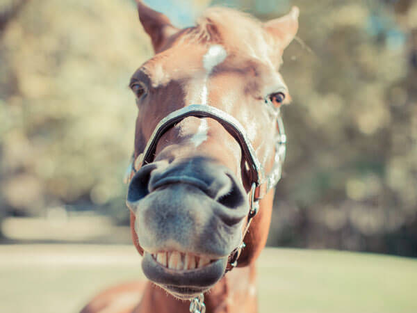 horses smiling pics 14 (1)