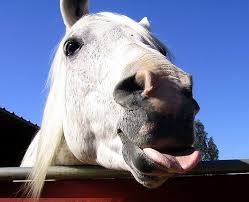 horses smiling pics 15 (1)