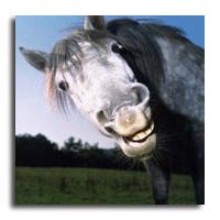 horses smiling pics 16 (1)