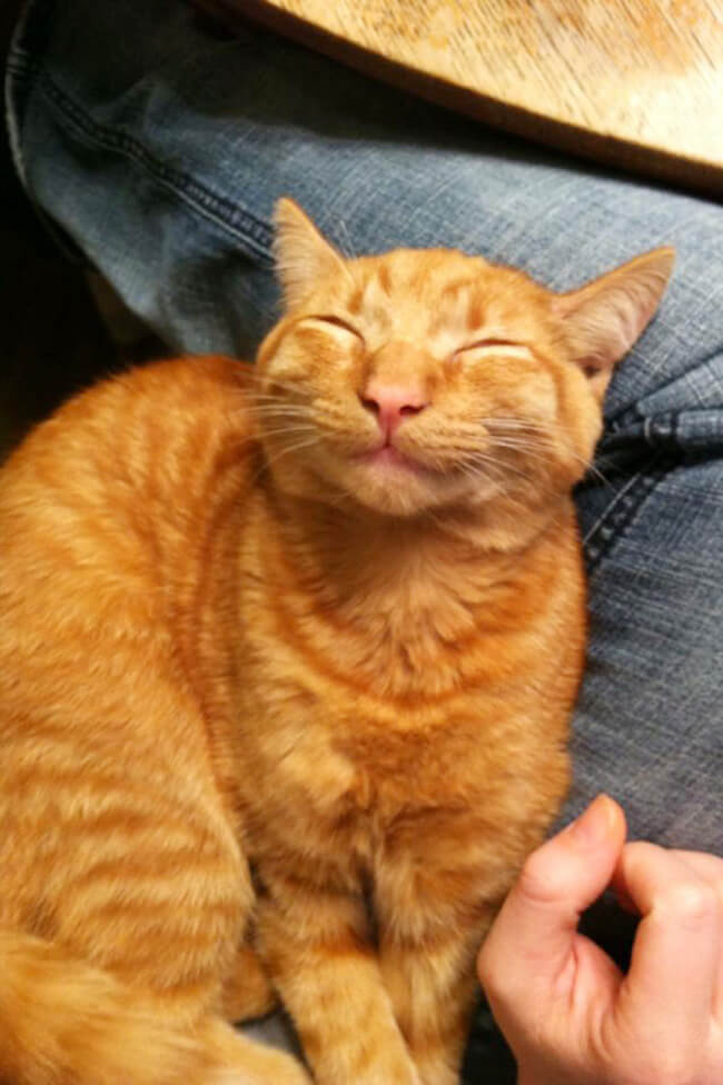 smiling cat 12