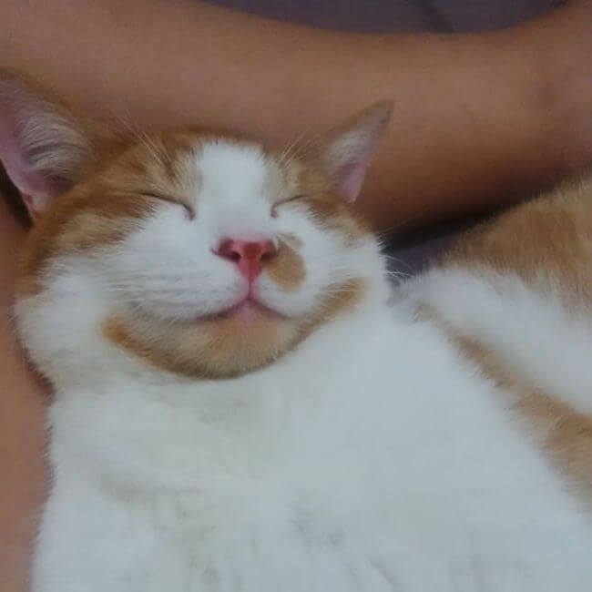 smiling cats 87