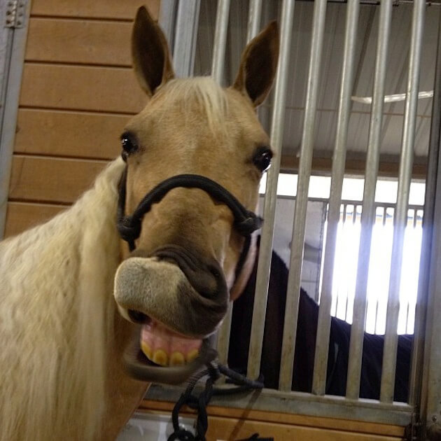 horses smiling pics 10 (1)