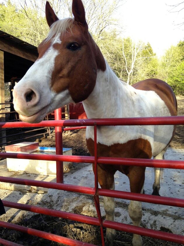 smiling horses 2 (1)