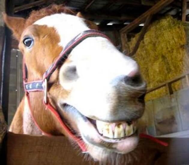 smiling horse 4 (1)