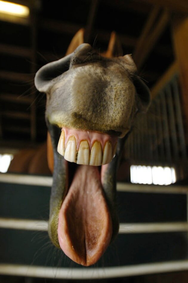 smiling horse 7 (1)