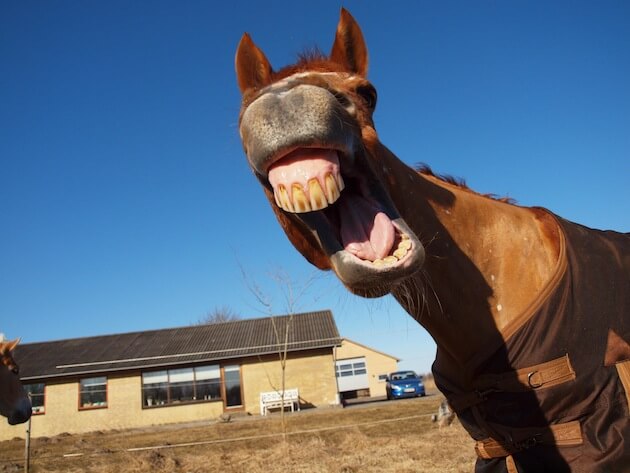 18 Pictures Of Smiling Horses That Are So Happy My Computer Is Laughing Too