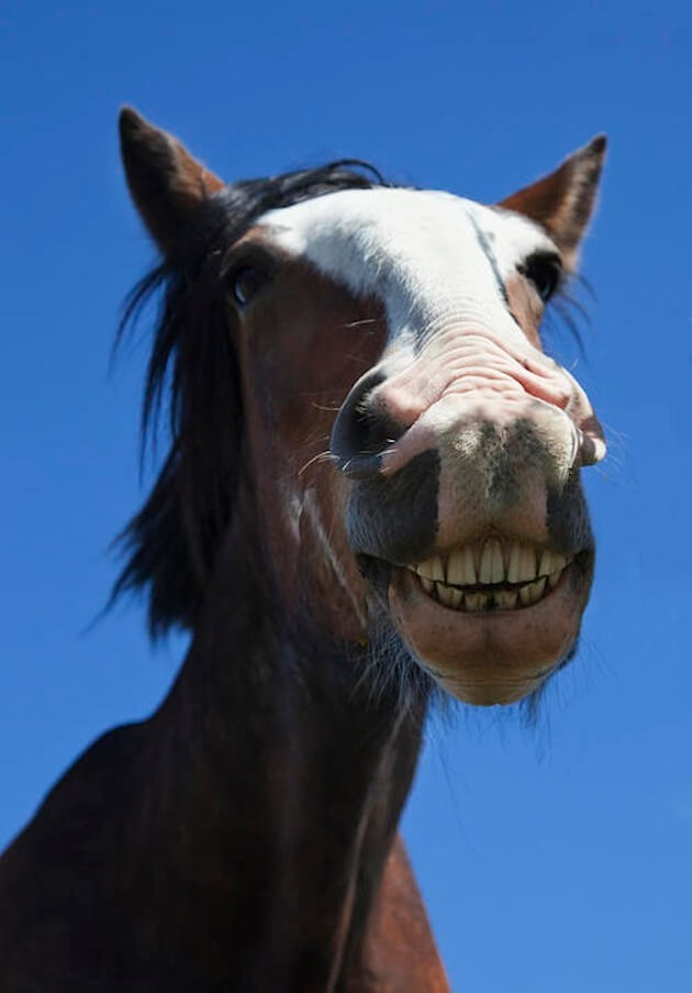 18 Pictures Of Smiling Horses That Are So Happy My Computer Is Laughing Too