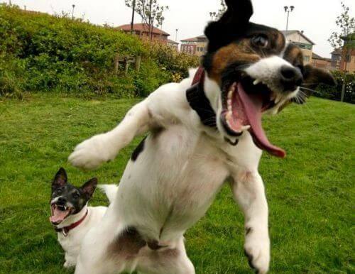 epic happy dogs 14 (1)