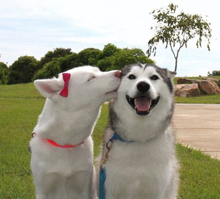 epic happy dogs 18 (1)