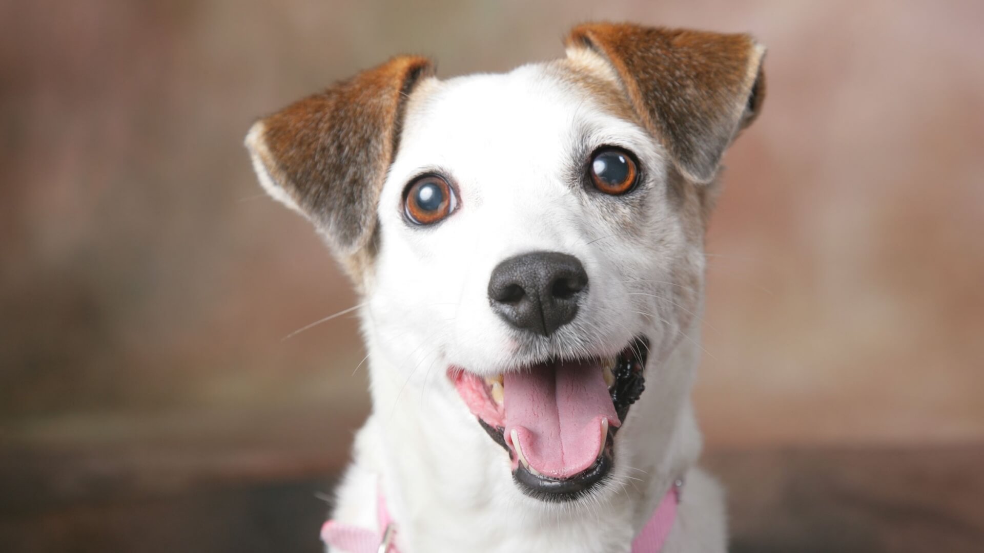 25 Pictures Of Super Happy Dogs That Will Make Your Day Super Better