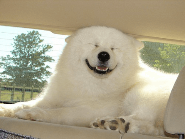 25 Pictures Of Super Happy Dogs That Will Make Your Day Super Better