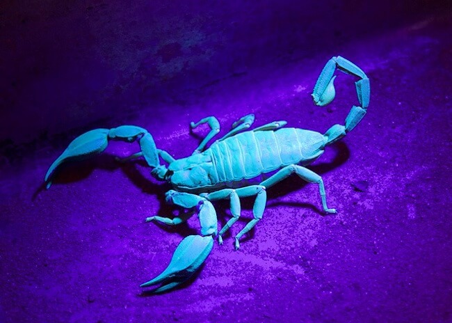 objects that glow under uv light 23 (1)