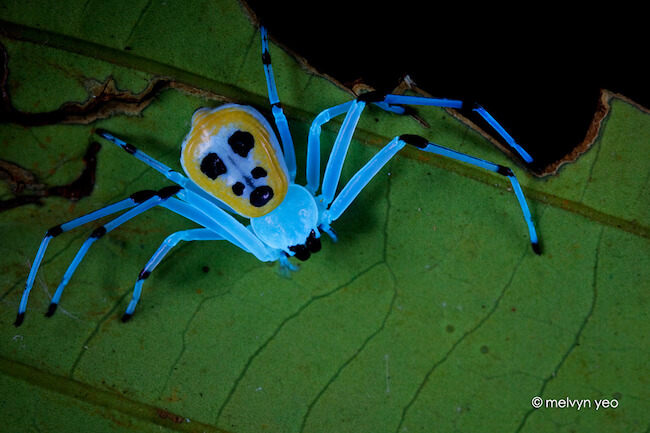 25 Things That Glow Under UV Light That Look Better With The Lights Off