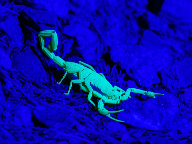 25 Things That Glow Under UV Light That Look Better With The Lights Off