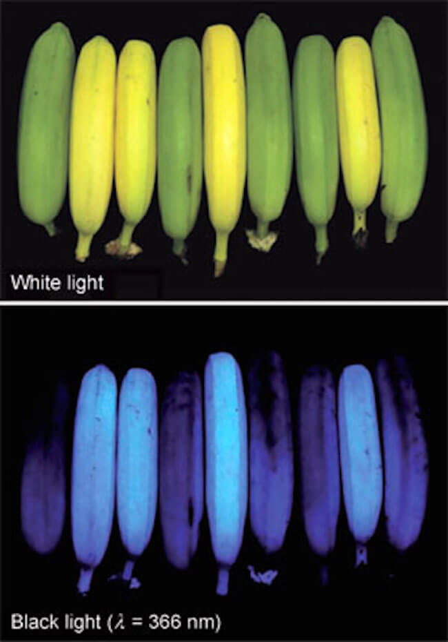 stuff that glows under black light