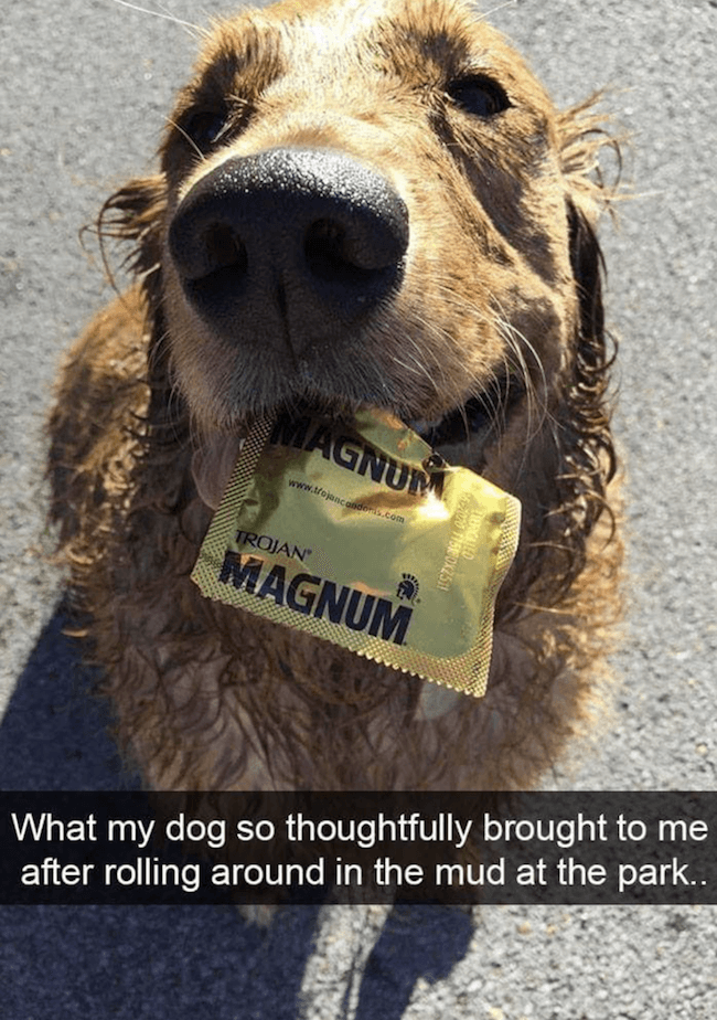 40 Doggo Memes That Will Instantly Make Your Imaginary Tail Wagging