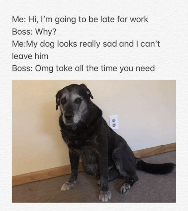 cute dogs Memes 20 (1)