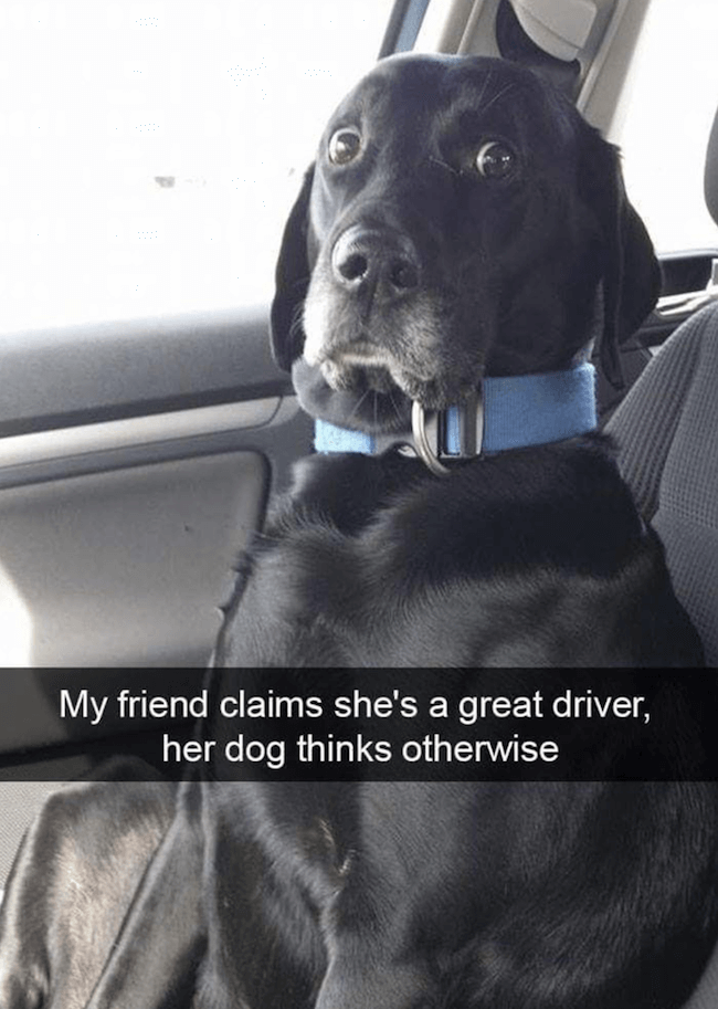 cute dogs Memes 21 (1)