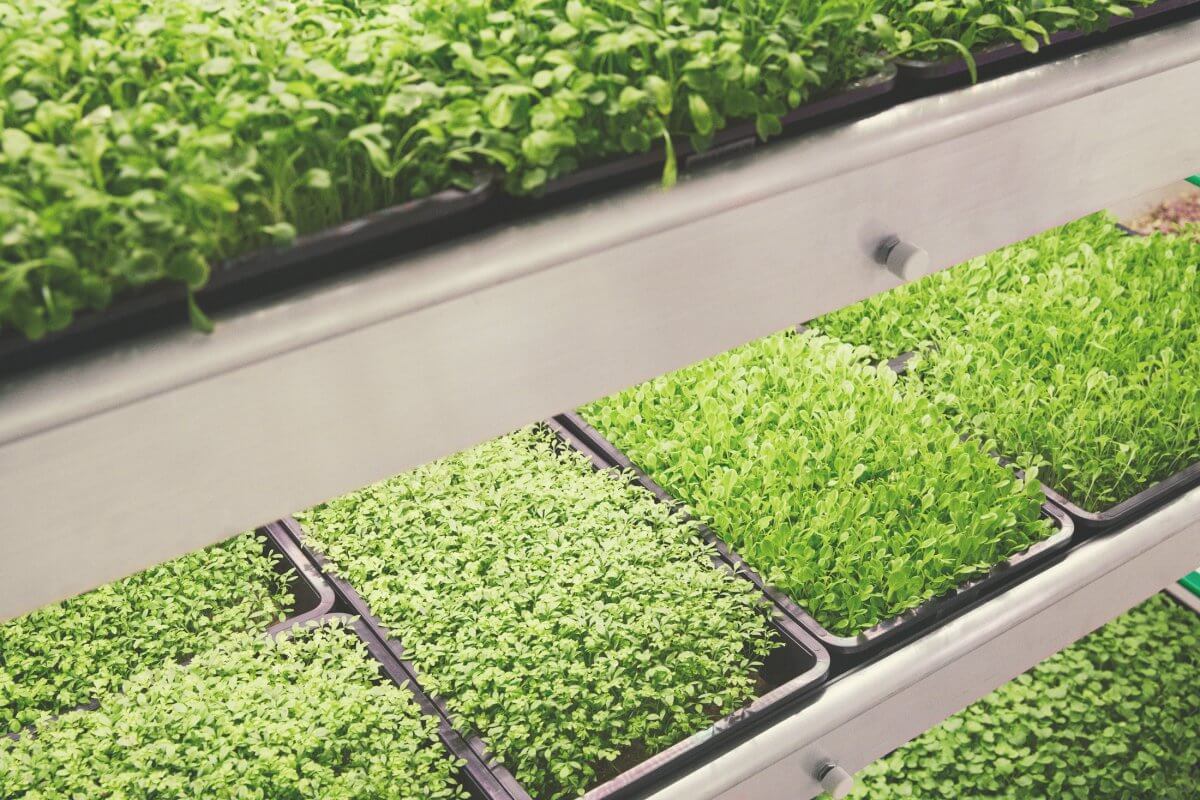 Ikea indoor farm grows greens 3 times faster as a garden 3 (1)