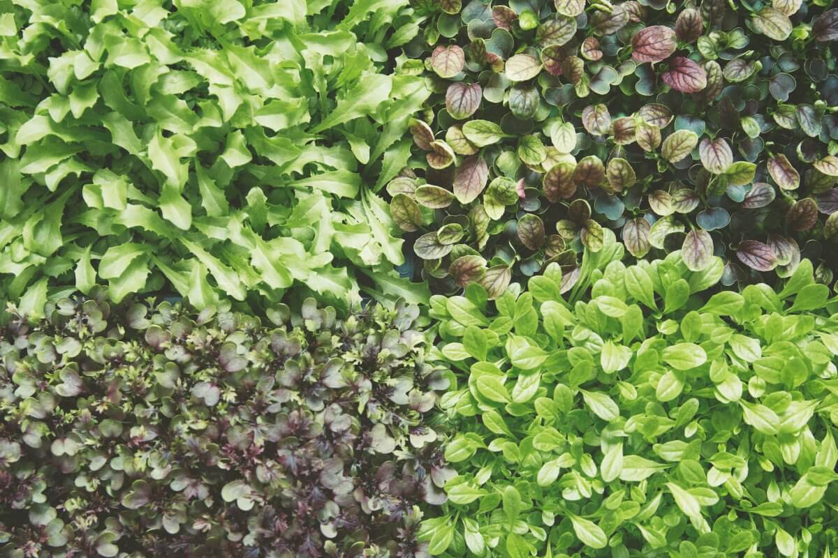 Ikea indoor farm grows greens 3 times faster as a garden 4 (1)