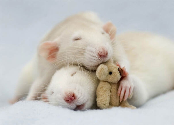 Rats With Teddy Bears ellen van deelen jessica florence 10 (1)