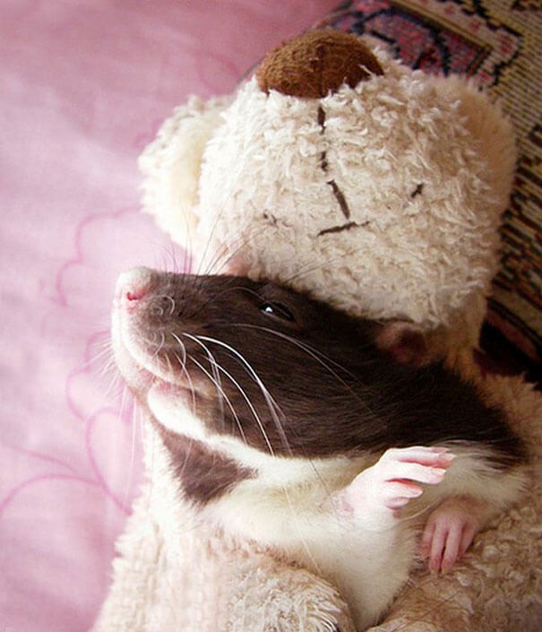 Rats With Teddy Bears ellen van deelen jessica florence 11 (1)