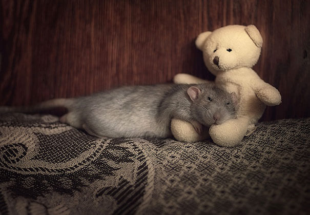 Rats With Teddy Bears ellen van deelen jessica florence 18 (1)