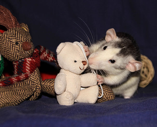 Rats With Teddy Bears ellen van deelen jessica florence 19 (1)