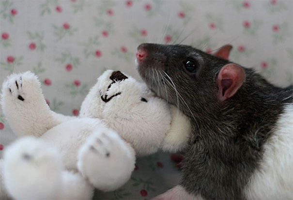 Rats With Teddy Bears ellen van deelen jessica florence 20 (1)